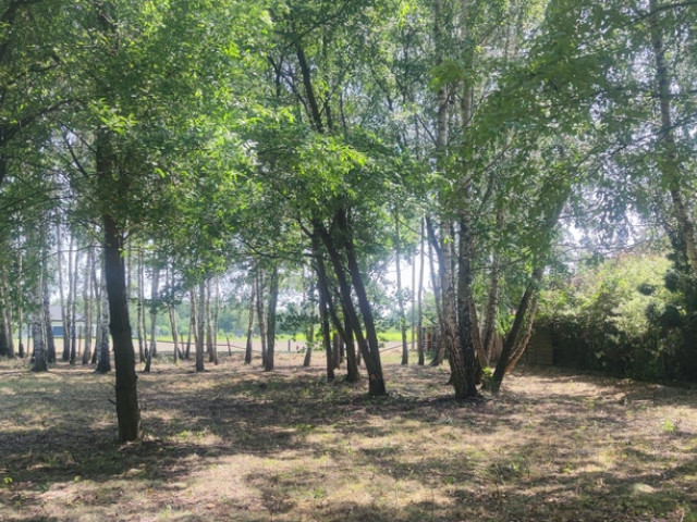 Borzęcin Duży ul.Spacerowa-przy lesie.